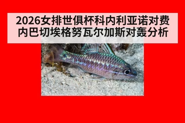 2026女排世俱杯科内利亚诺对费内巴切埃格努瓦尔加斯对轰分析